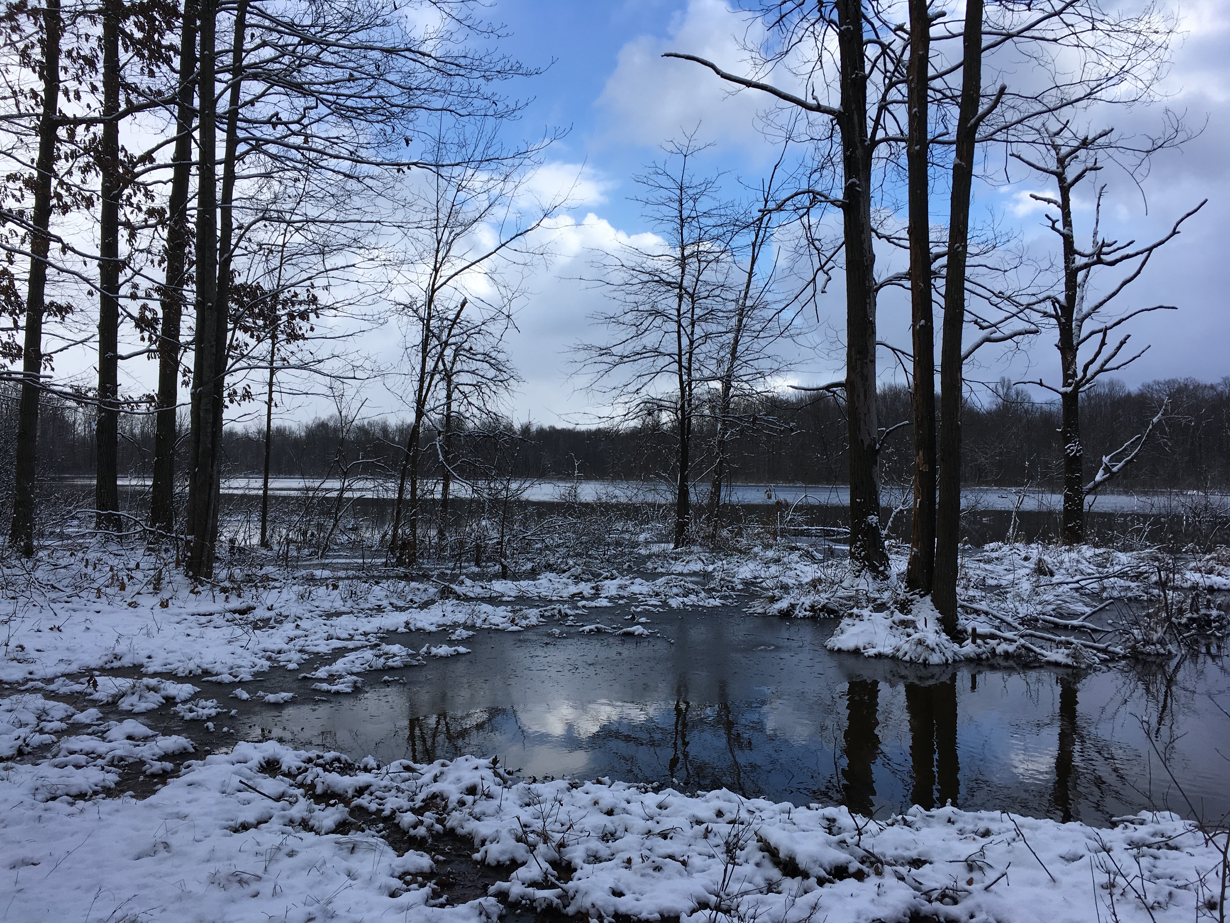 Wetland in winter